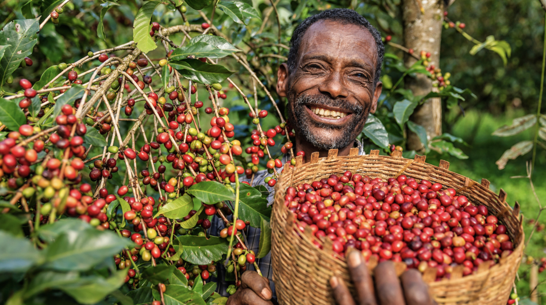 מגדל קפה באתיופיה