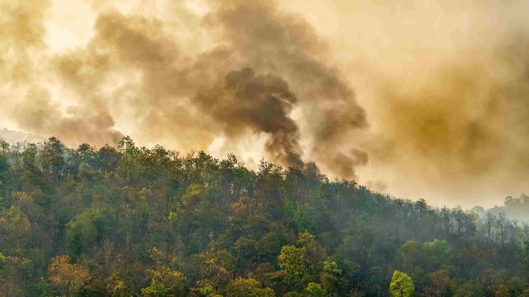 יערות גשם נשרפים